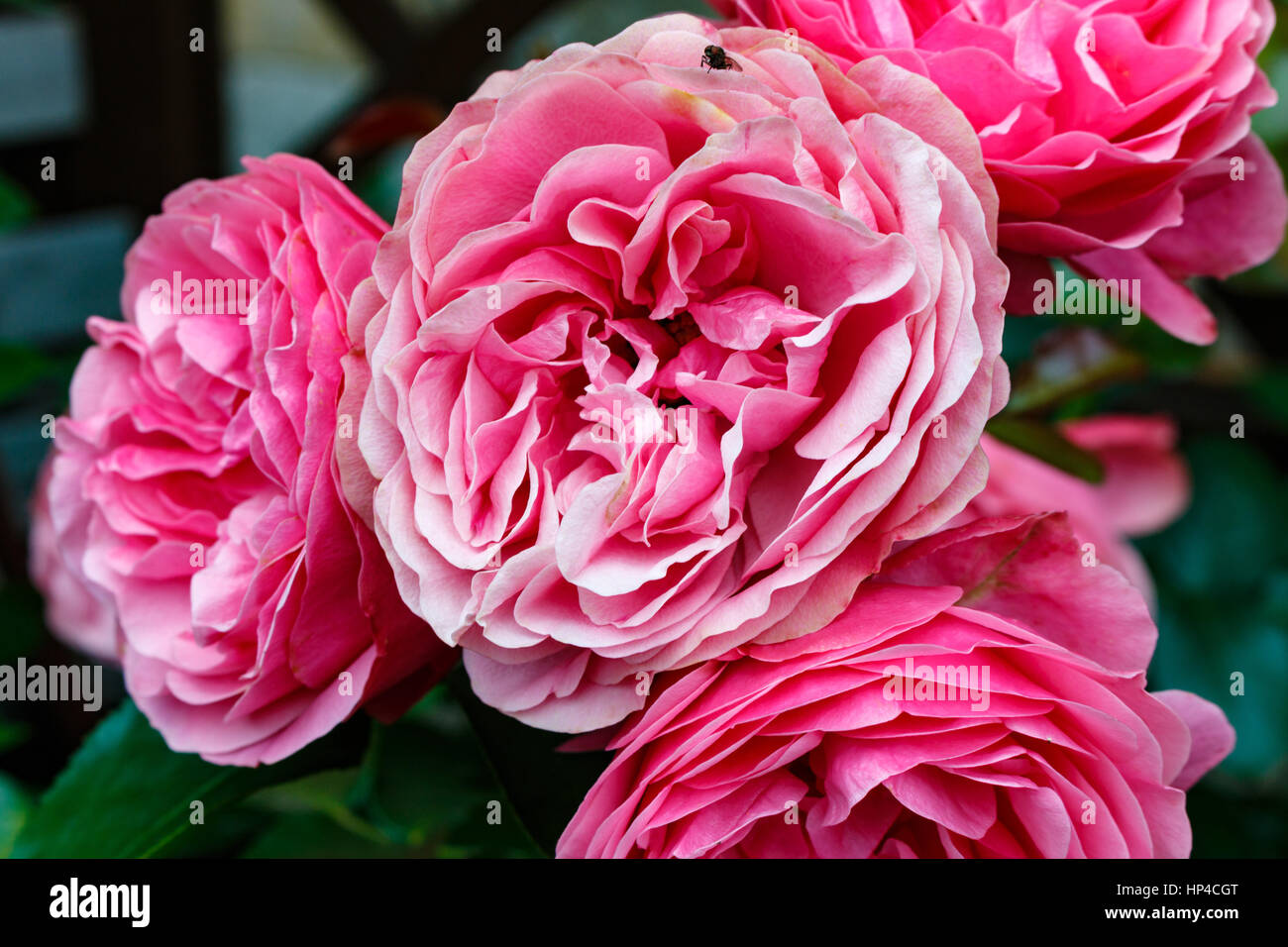 Beautiful pink roses on a soft background Stock Photo - Alamy