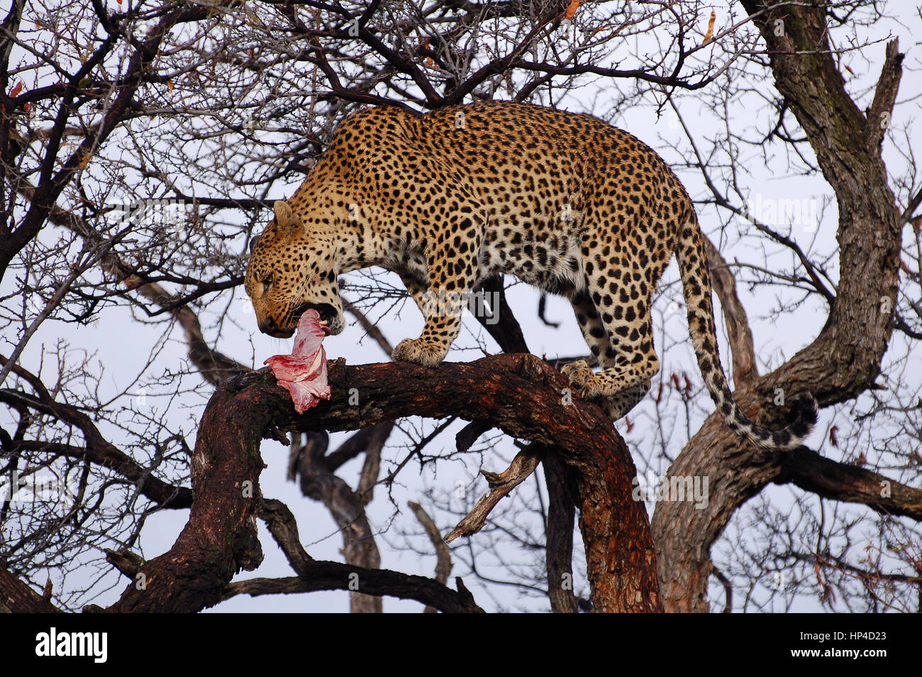 Leopard tree eating hires stock photography and images Alamy