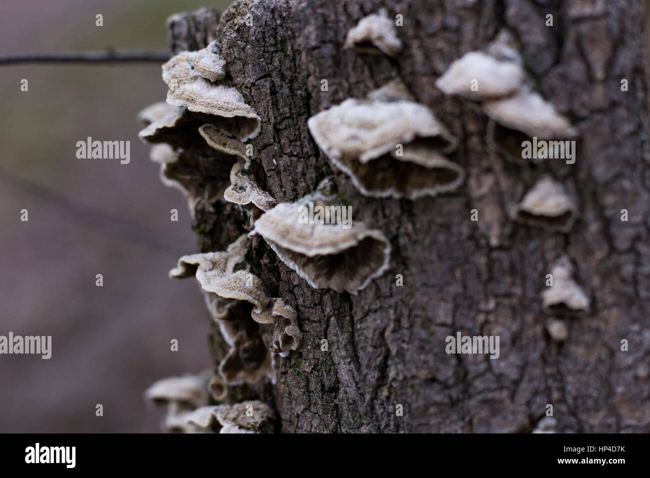 Orange tree trunk leaves mushroom hires stock photography and images