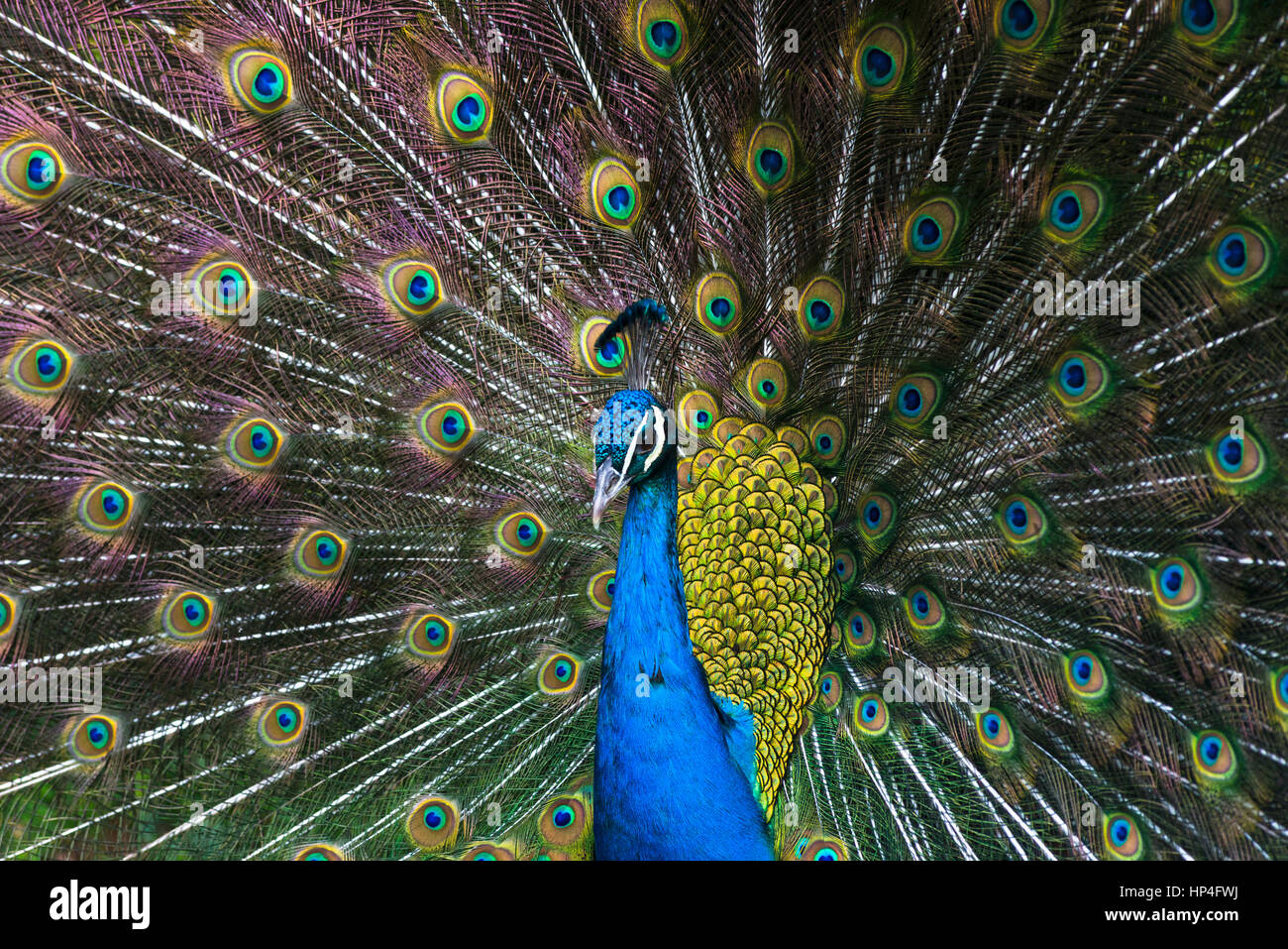 Indian blue peacock displaying plumage in mating ritual seen in Barcelona Zoo, Spain. Stock Photo