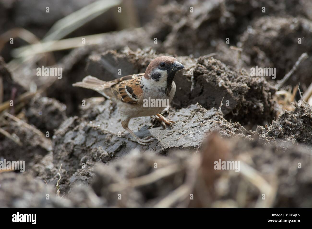 Eurasian tree sparrow - Passer montanus - foraging on the ground in ploughed field with traditional agriculture. Stock Photo