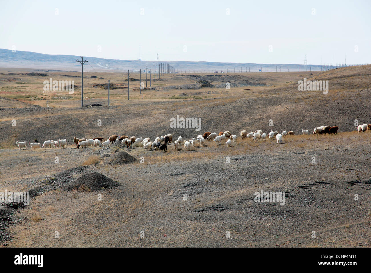 Grazers on land hi-res stock photography and images - Alamy