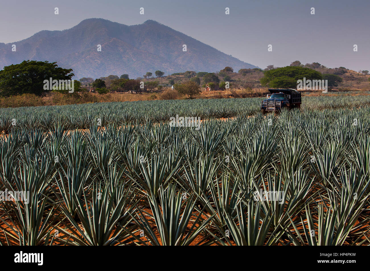 plantation of blue Agave in Amatitán valley, in background Tequila