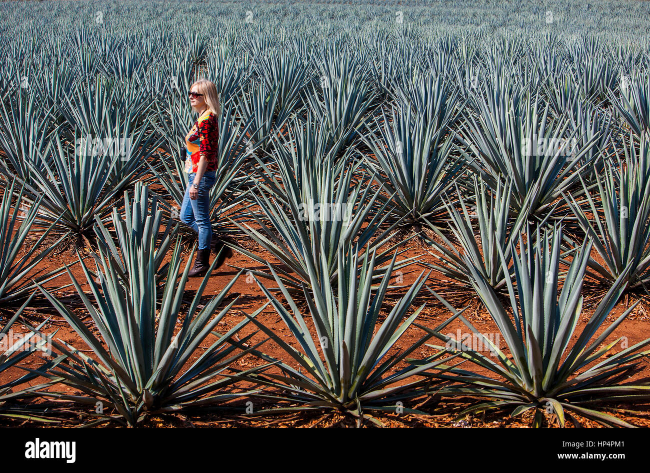 Tourist,plantation of blue Agave in Amatitán valley,near Tequila City,Guadalajara, Jalisco