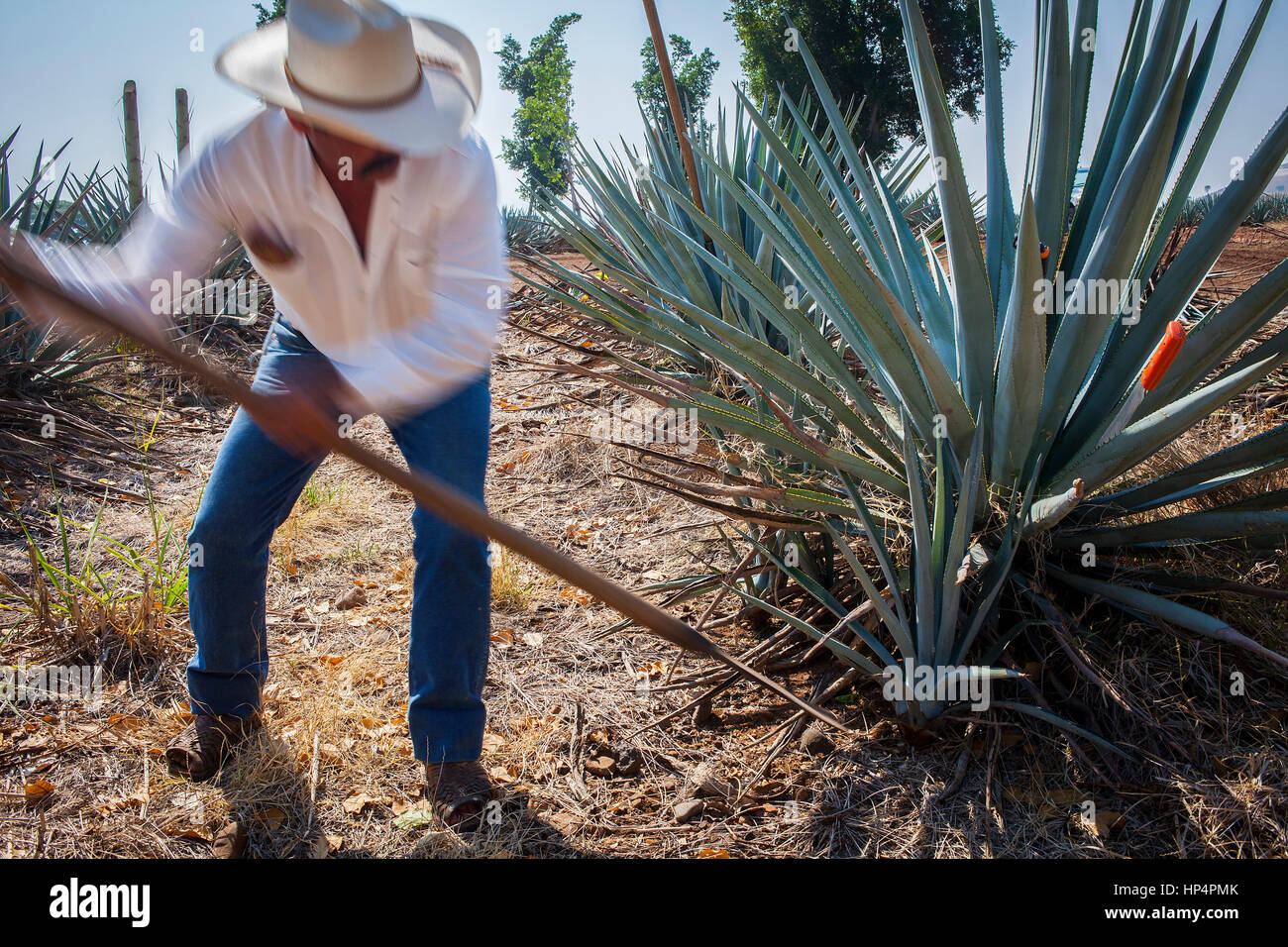 Harvesting blue agave tequilana, plantation in Amatitán valley, near