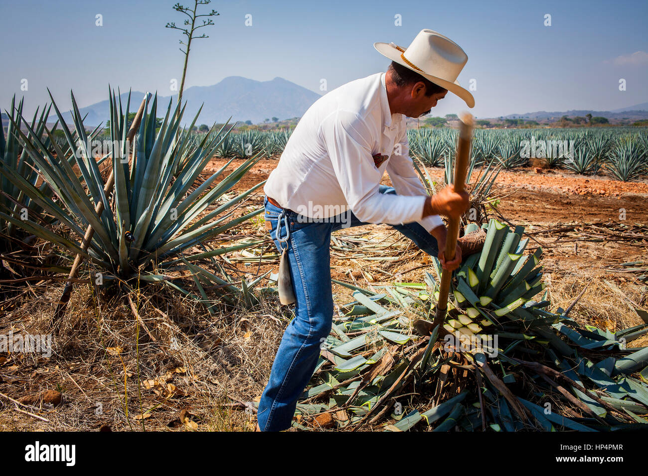 Harvesting blue agave tequilana, plantation in Amatitán valley, near Tequila City,Guadalajara