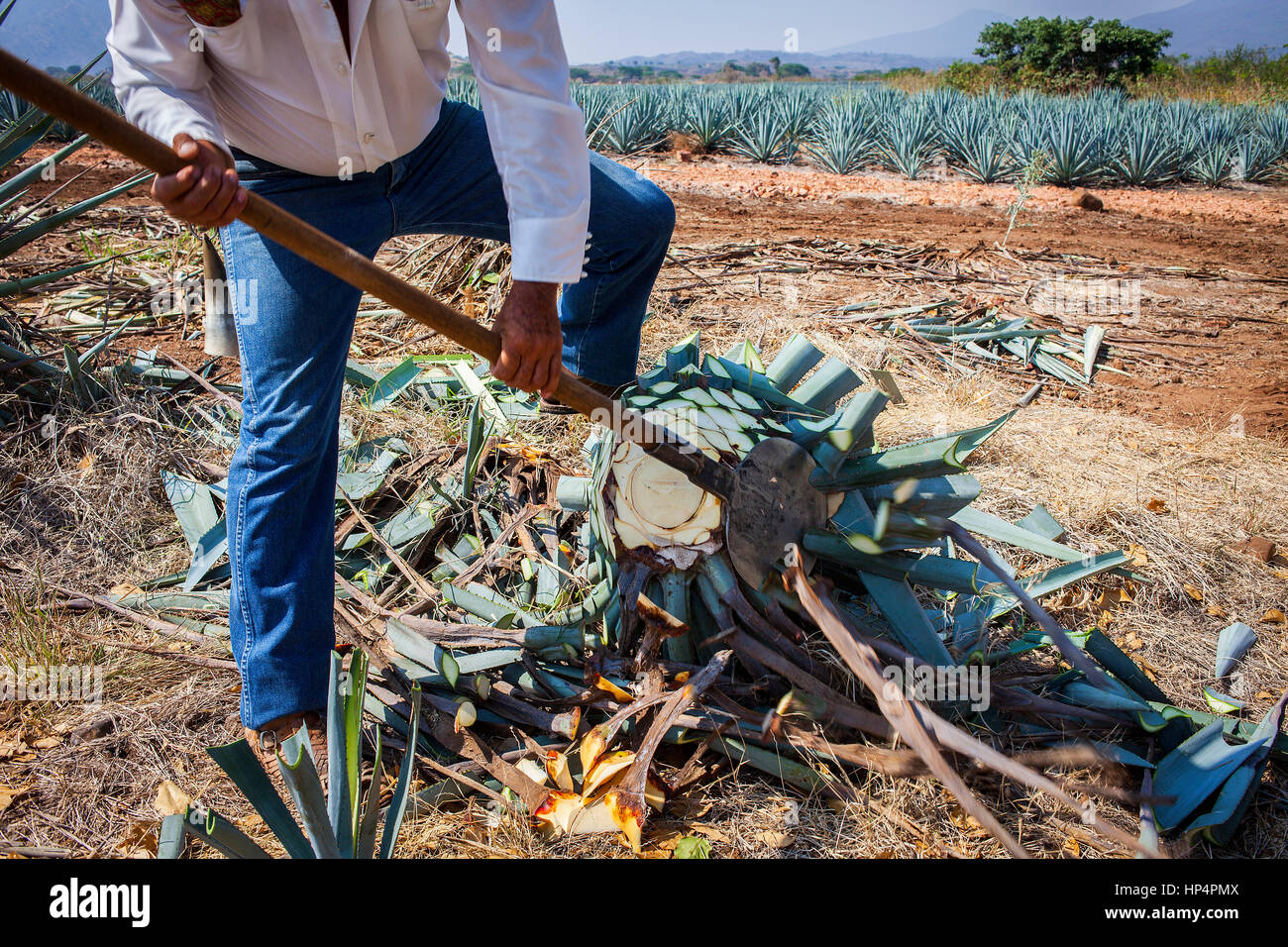 Harvesting blue agave tequilana, plantation in Amatitán valley, near