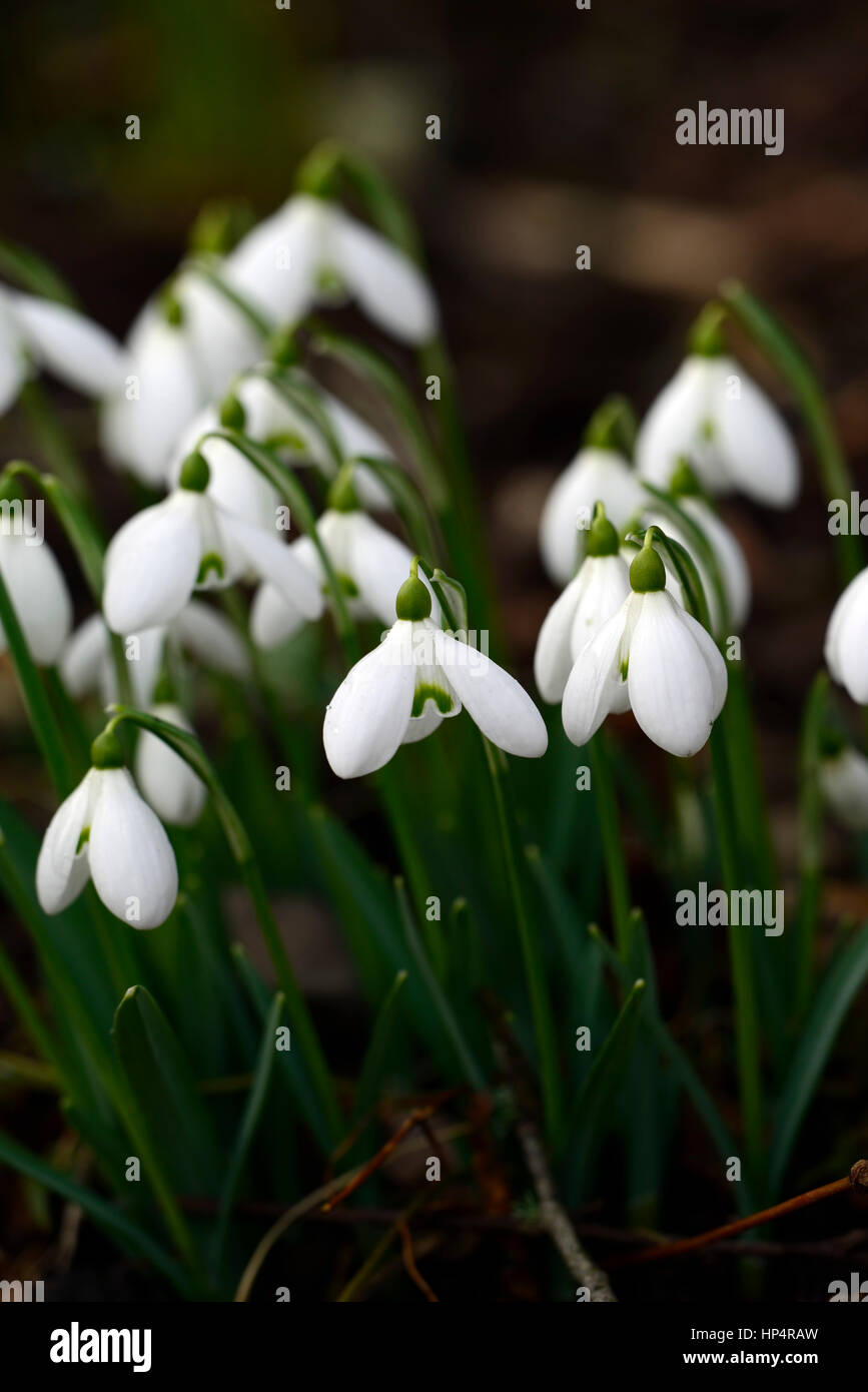 galanthus lerinda, snowdrop, snowdrops, spring, flower, flowers, flowering, Garden, gardens, Stock Photo