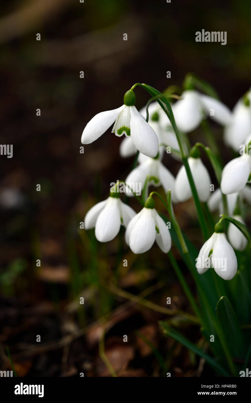 galanthus lerinda, snowdrop, snowdrops, spring, flower, flowers, flowering, Garden, gardens, Stock Photo