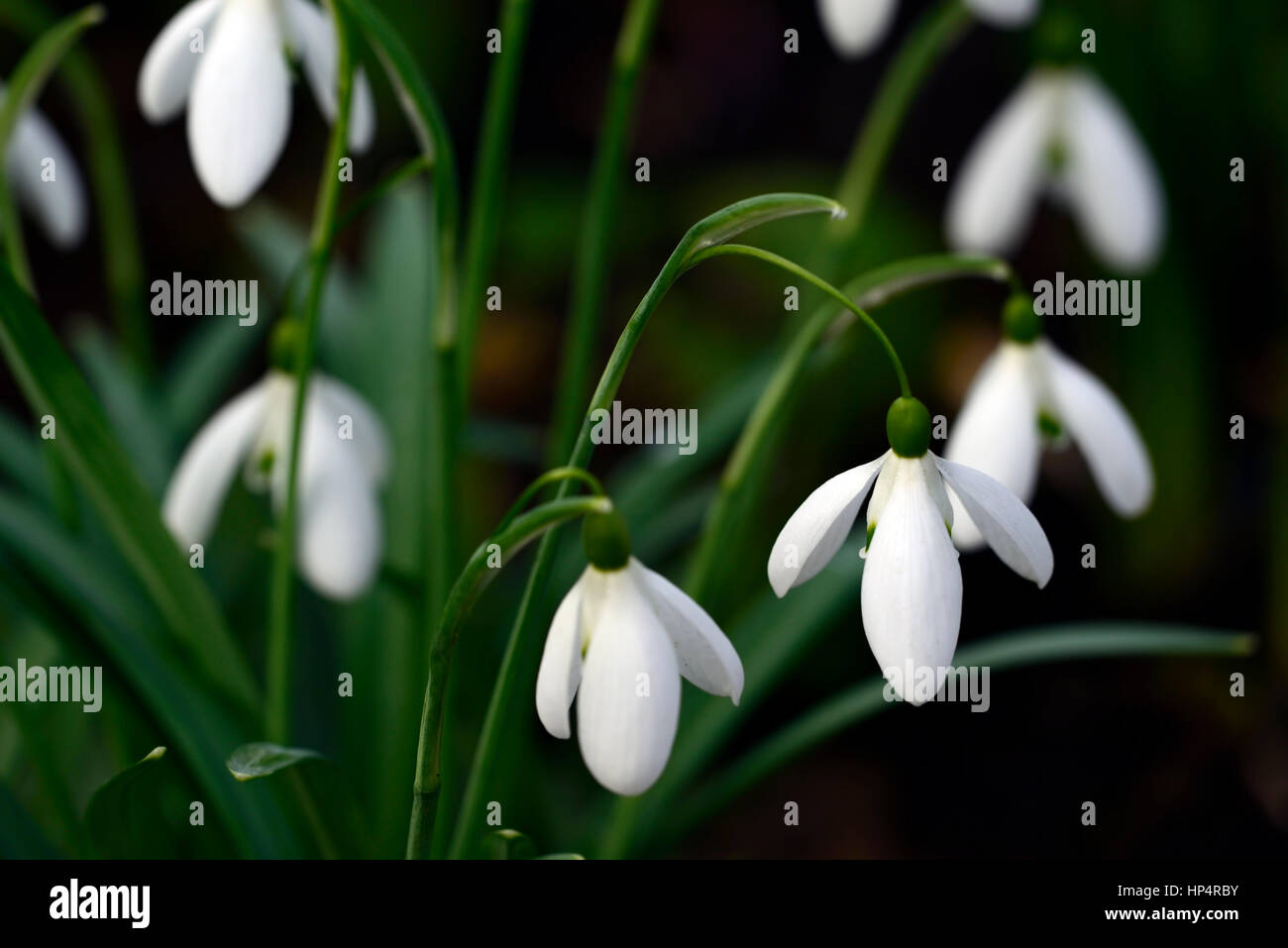 galanthus nivalis magnet, snowdrop ,snowdrops ,spring, flower, flowers ,RM Floral, Stock Photo