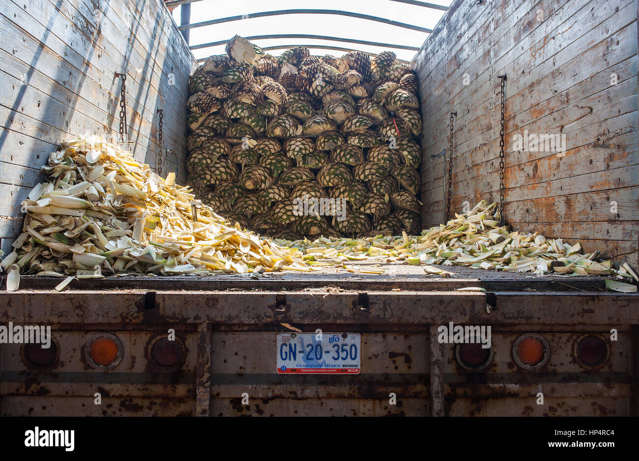 Factory of the famous Tequila Corralejo, tequilera,Lorry of Agave ready