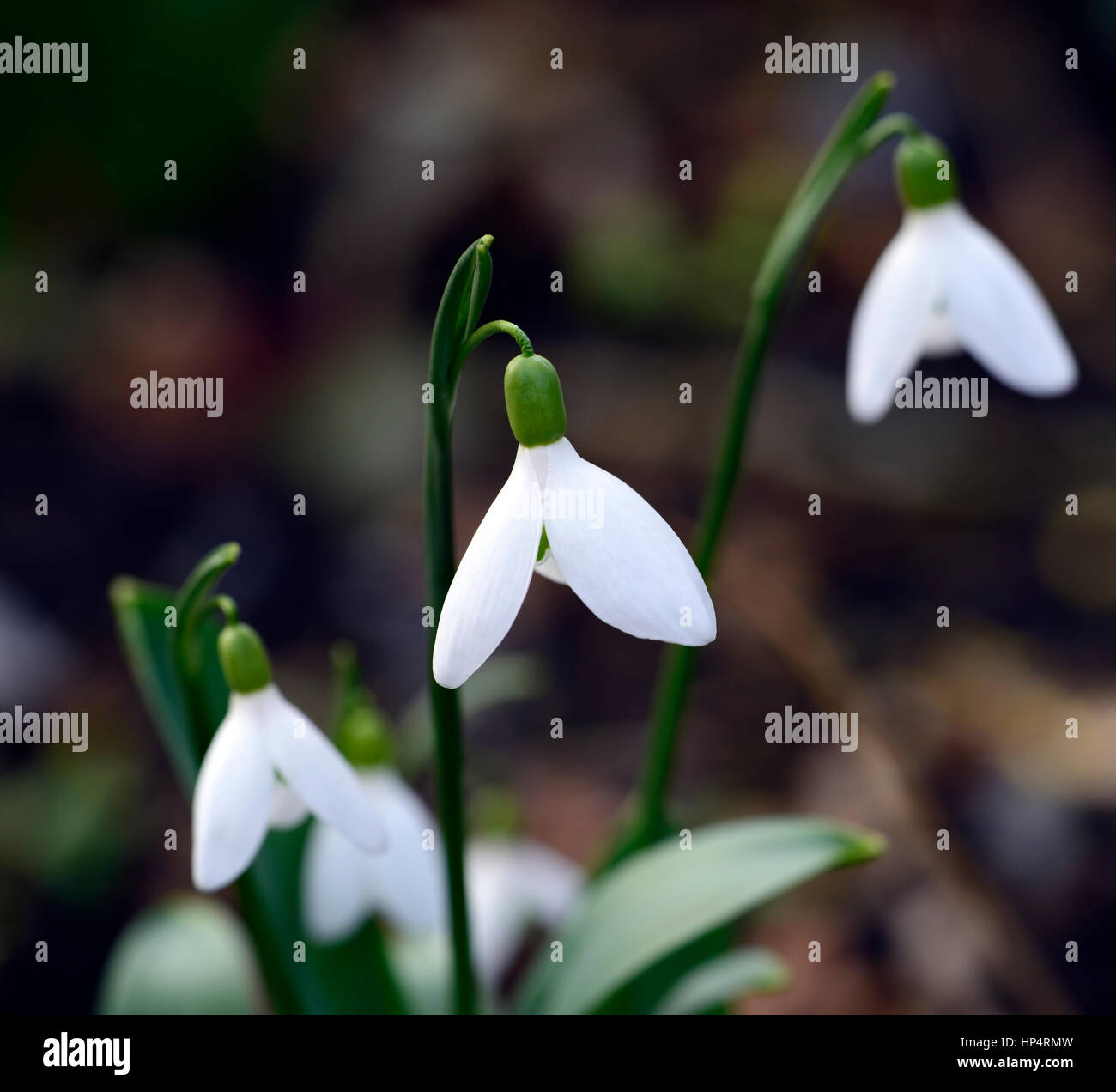 Galanthus x allenii, snowdrop, snowdrops, spring, flower, flowers, flowering, Garden, gardens, Stock Photo