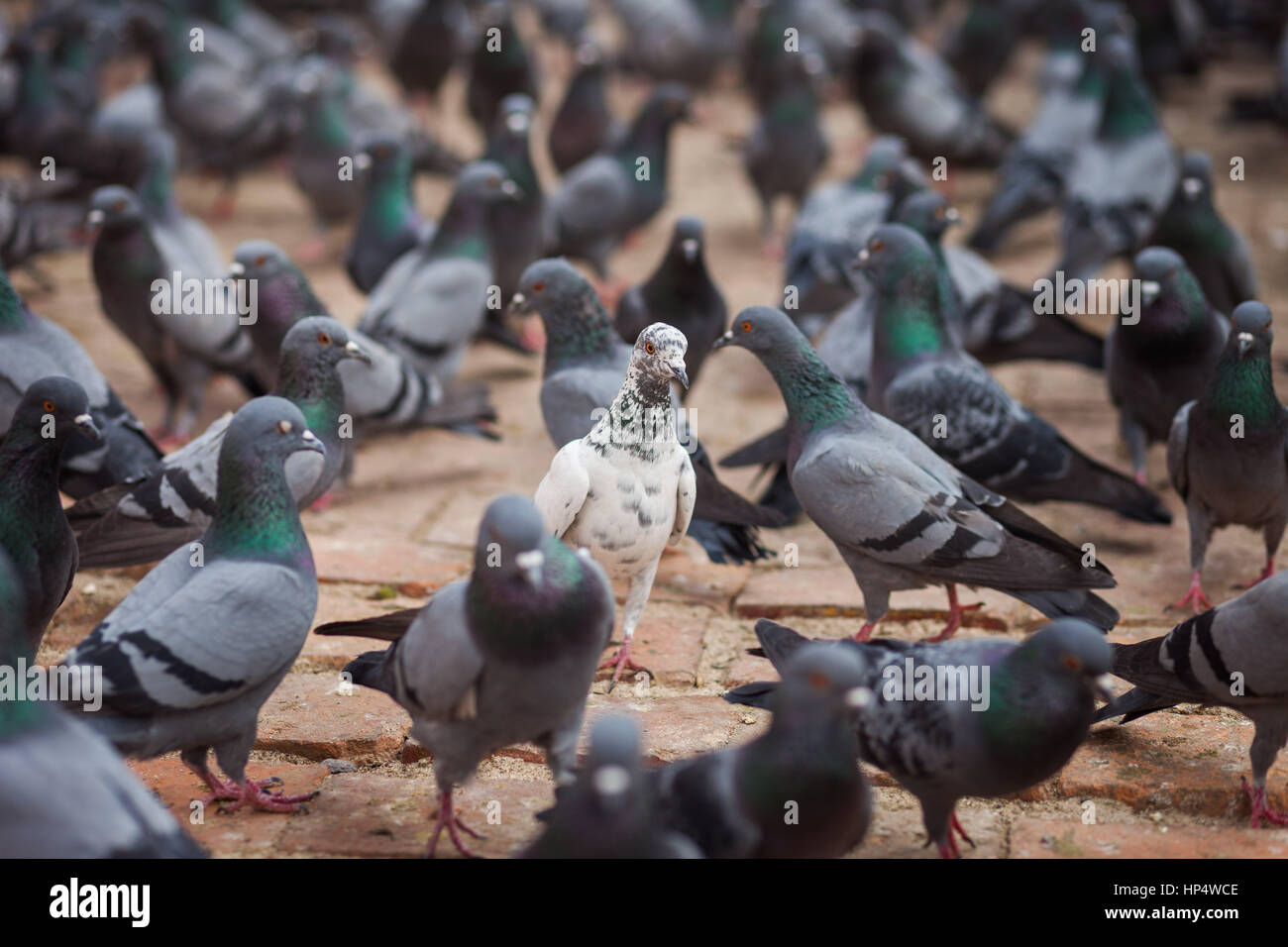 White pigeon amidst a group of grey pigeons Stock Photo Alamy