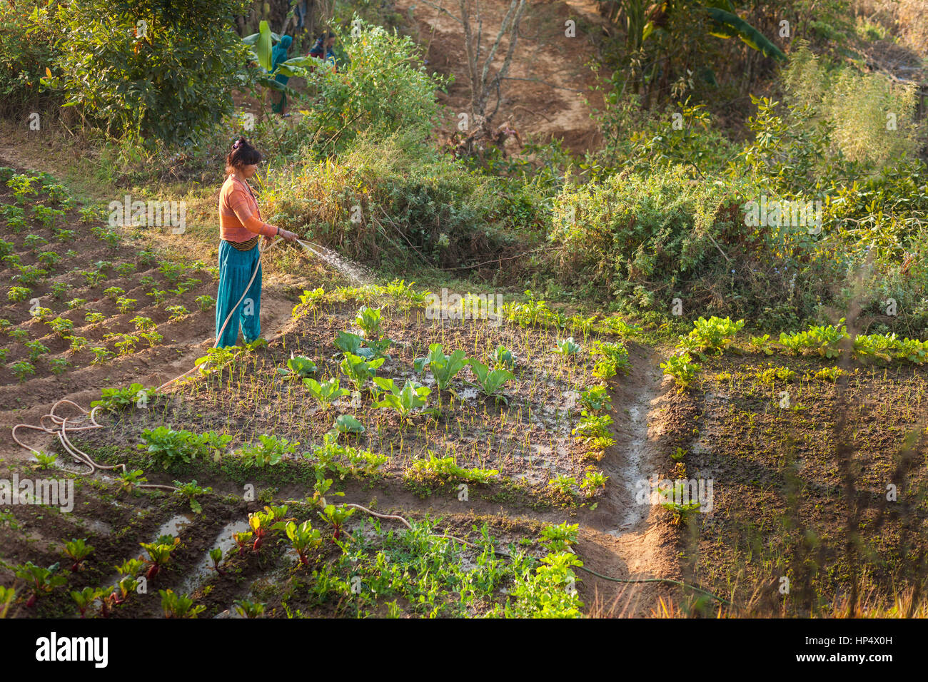 Nepali woman watering a garden plot near Bandipur Bazaar, Nepal Stock