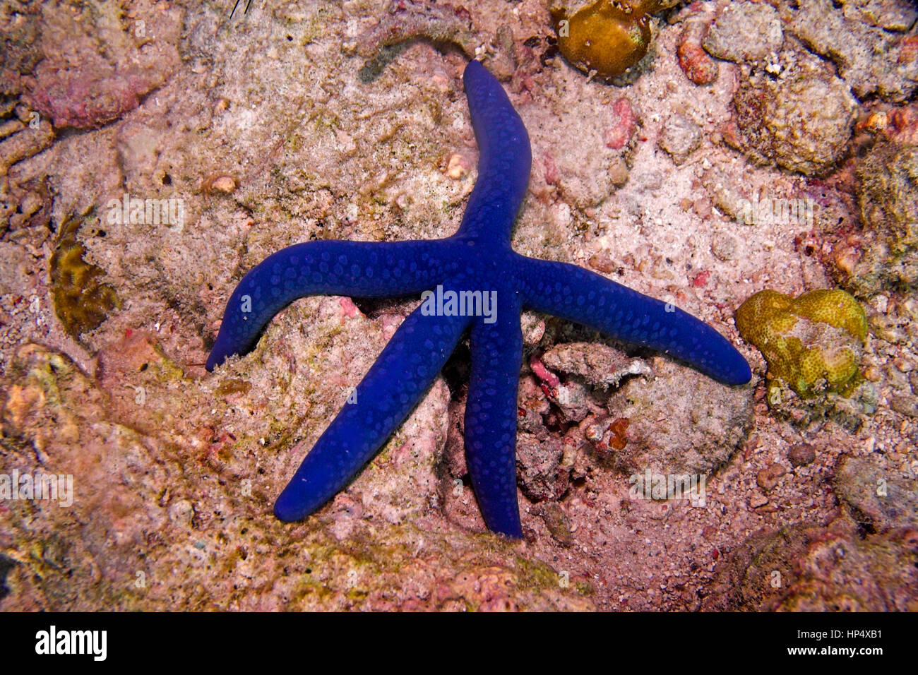 Underwater blue starfish in sipadan island, Borneo Stock Photo
