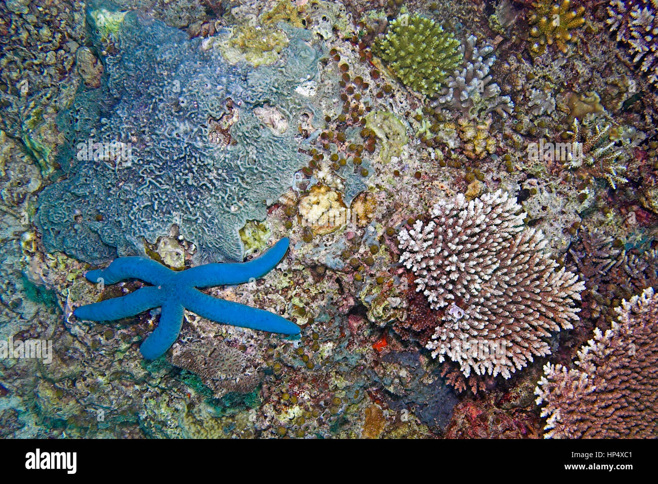 Underwater starfish in sipadan island, Borneo Stock Photo