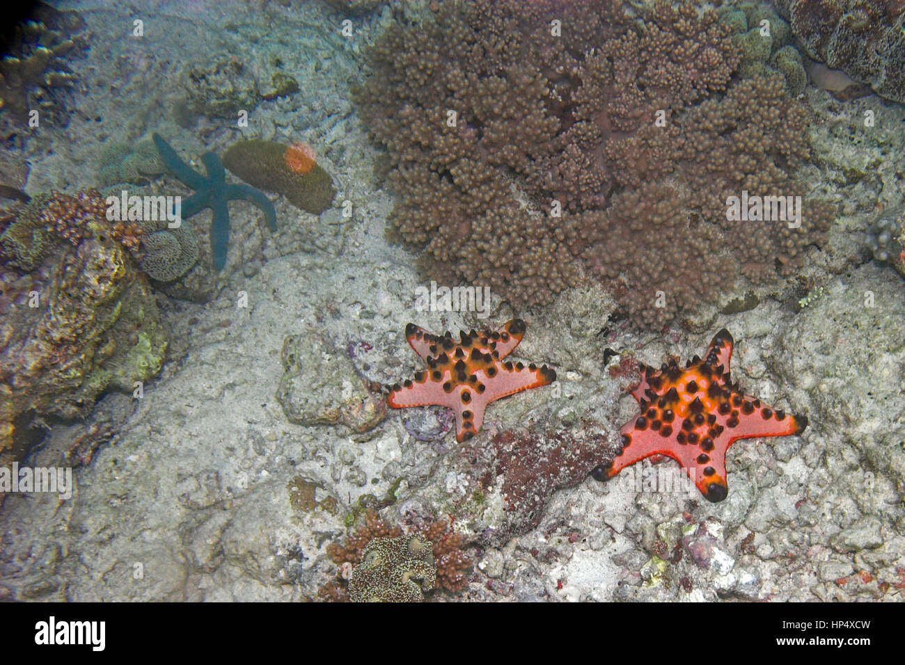 Underwater starfish in sipadan island, Borneo Stock Photo