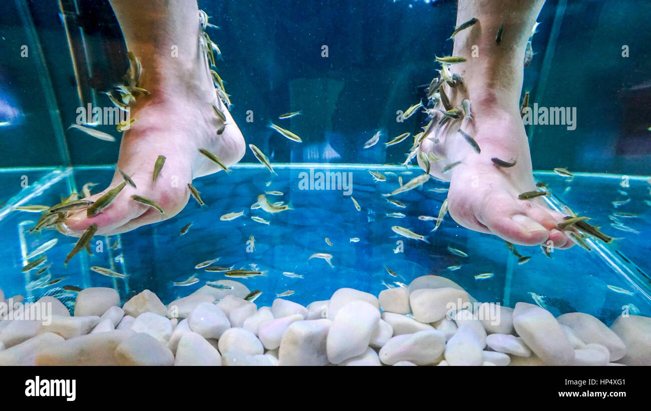 Fish Pedicure using doctor fish,also called nibble fish and kangal fish. eating dead skin Stock Photo