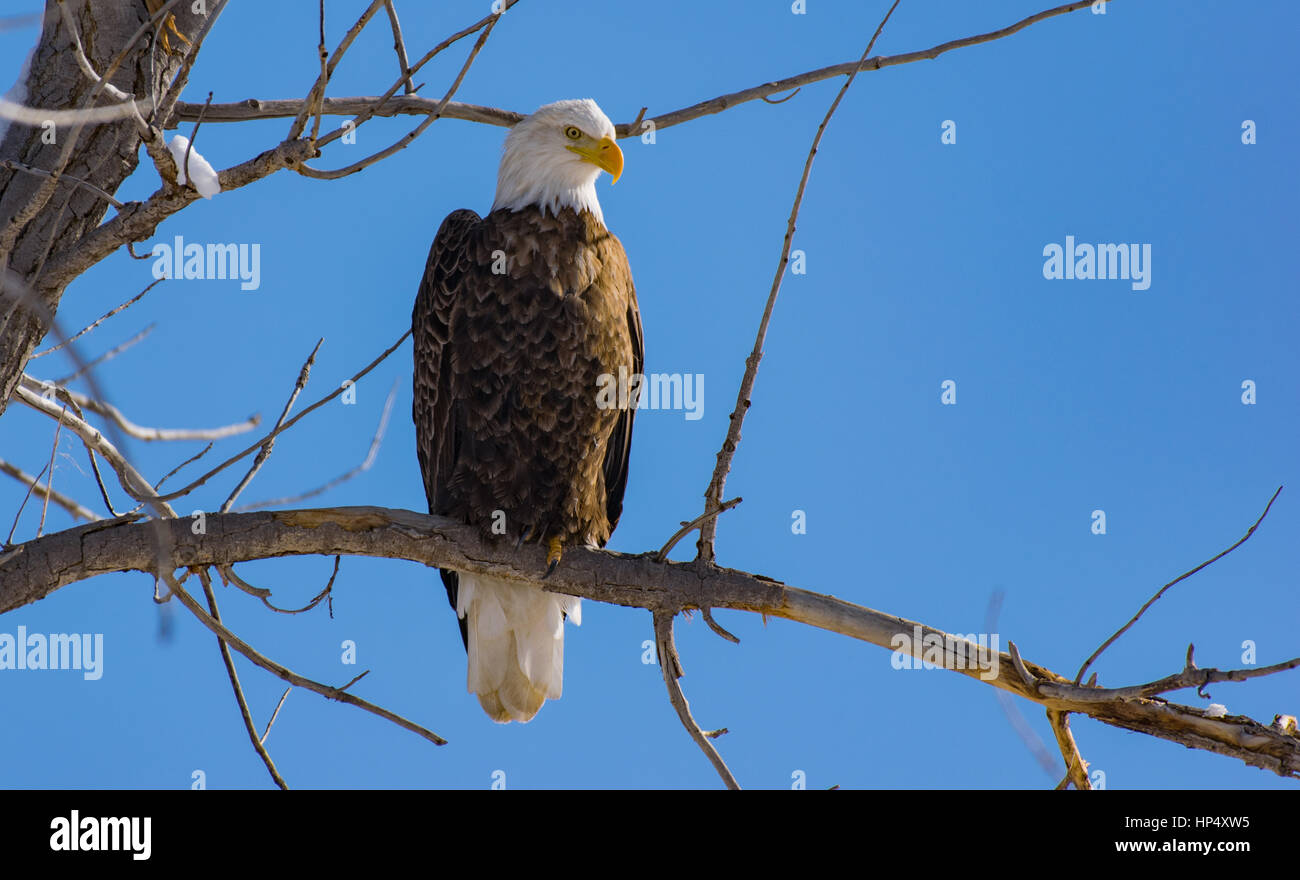A Majestic Bald Eagle Perched in a Tree Stock Photo