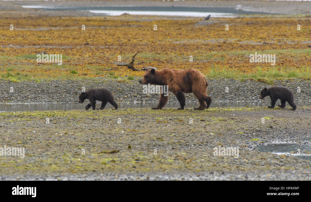 A Brown Bear Mon and Cubs Strolling Along the Mudflats in Alaska Stock Photo
