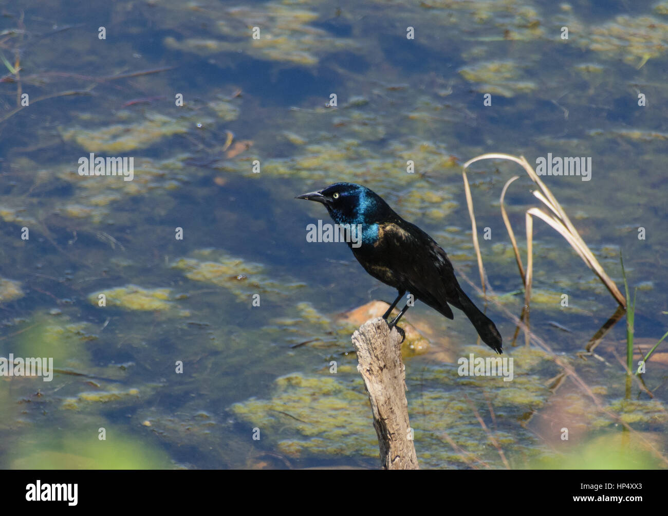 A Pretty Common Grackle and Its Iridescent Plumage Stock Photo
