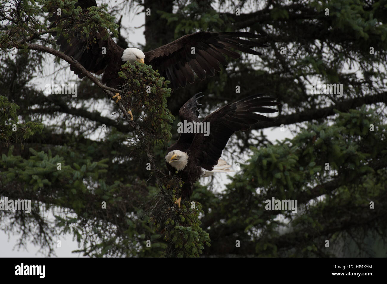 A Bald Eagle Pair Dispute Stock Photo