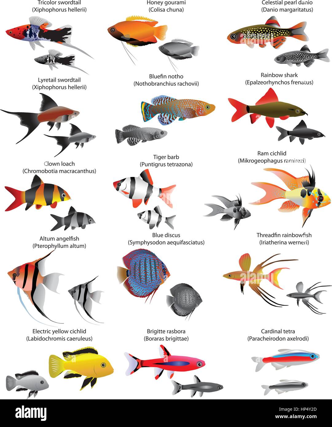 Collection of different species of freshwater fish Stock Vector