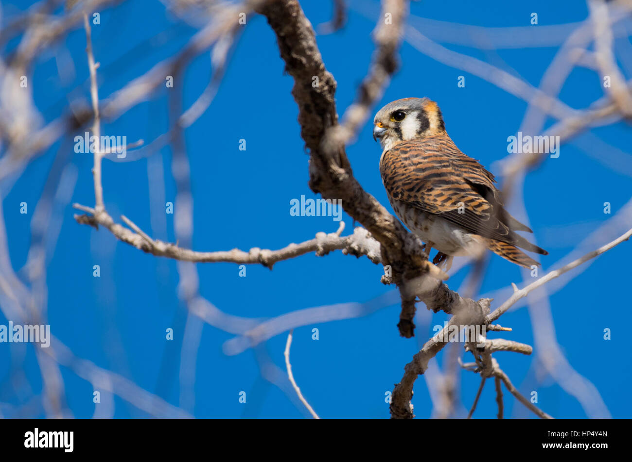 A Beautiful Male American Kestrel Perched on a Tree Branch Stock Photo
