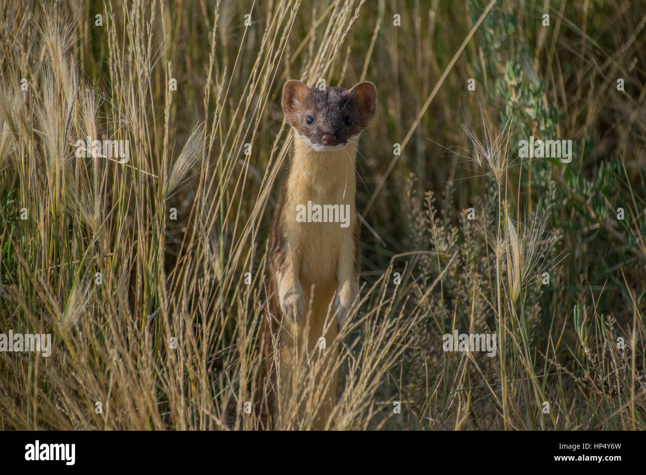 An Adorable Stoat on Hind Legs Observing from the Grass Stock Photo