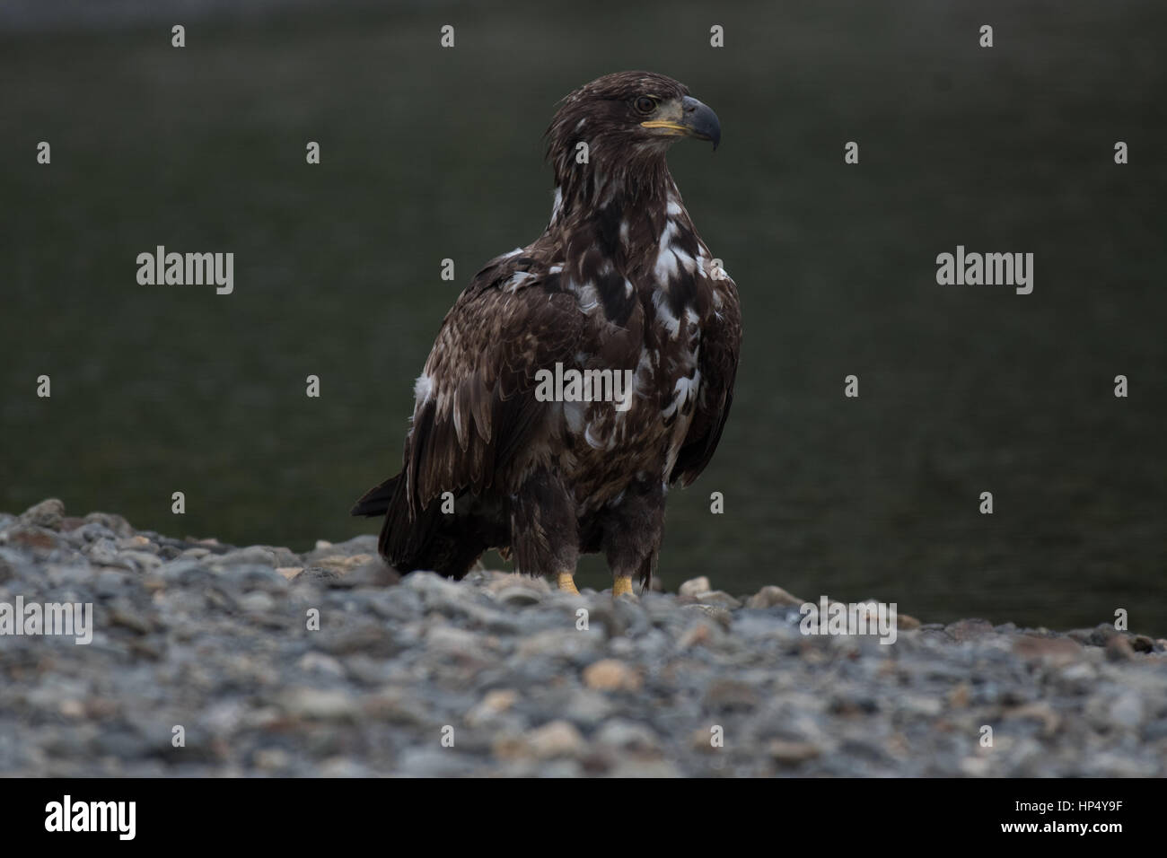 A Young/Immature Bald Eagle at A Rocky Beach Stock Photo