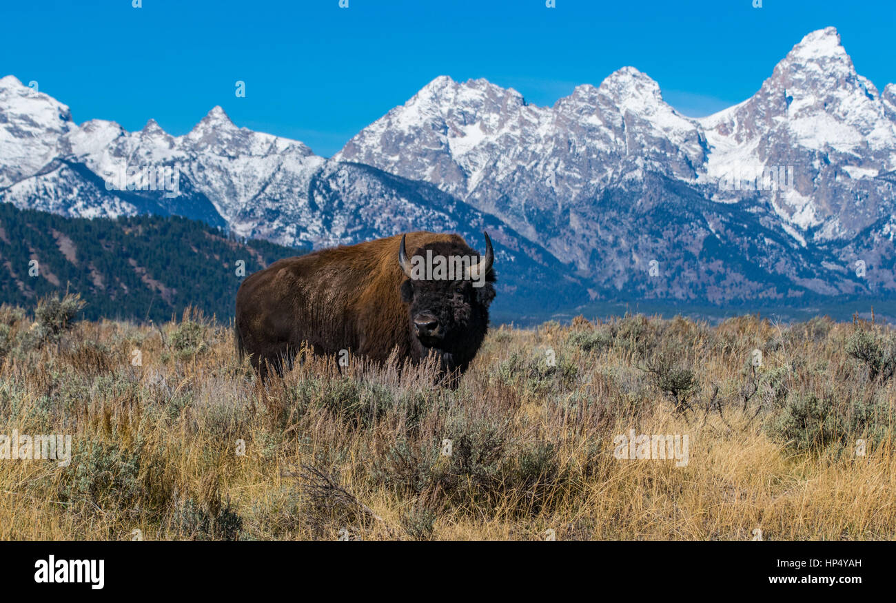 A Bison on the Plains with the Grand Tetons in the Background Stock Photo
