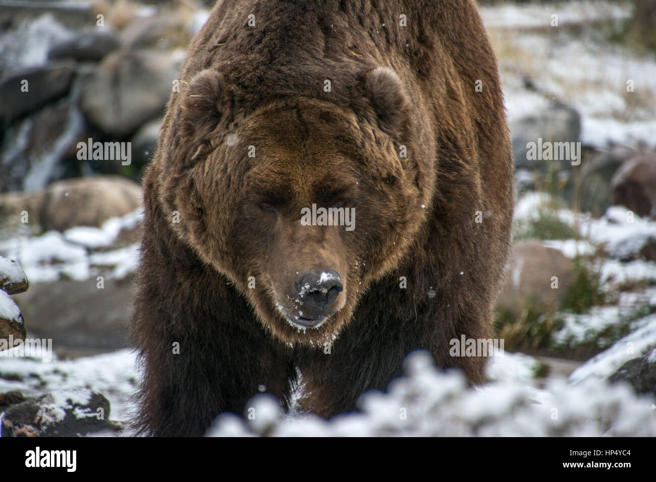 Large Brown (Grizzly) Bear Foraging in the Snow Stock Photo