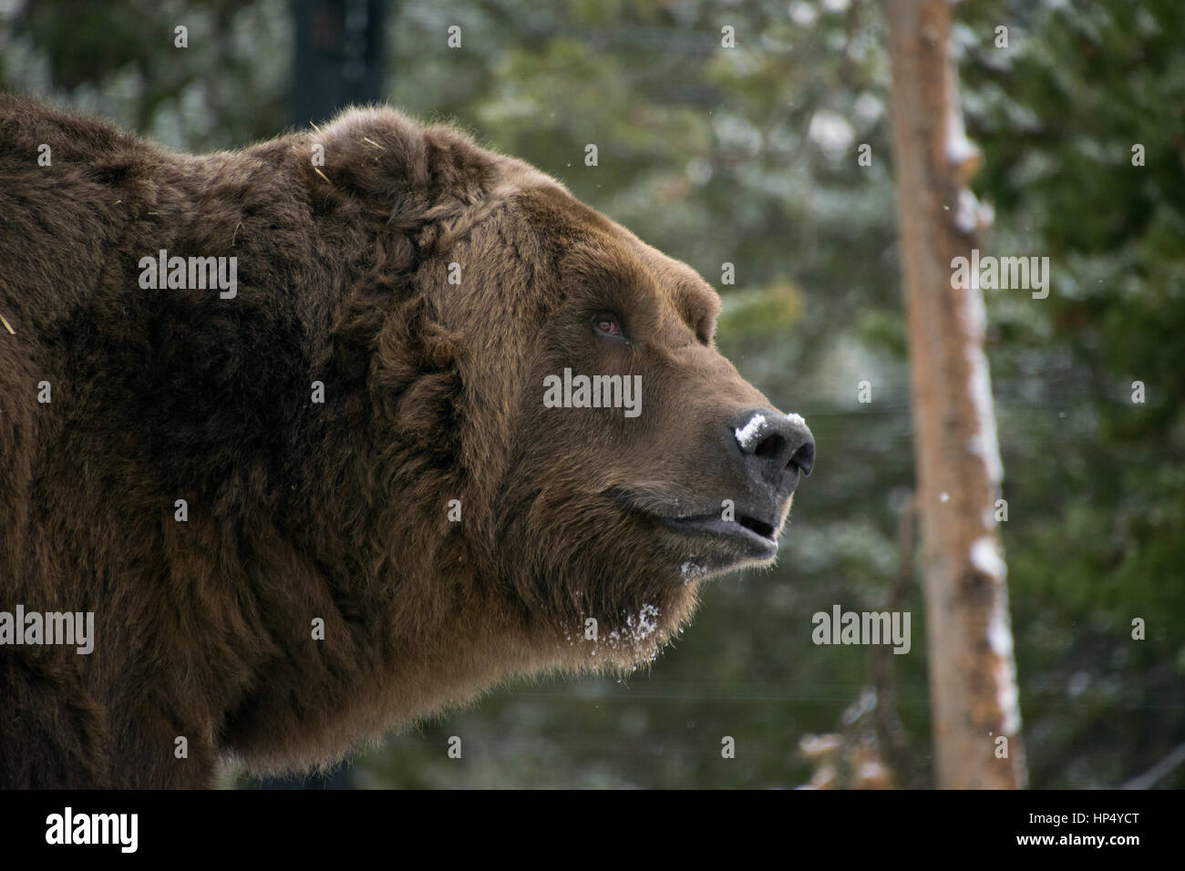Brown (Grizzly) Bear Foraging in the Snow Stock Photo
