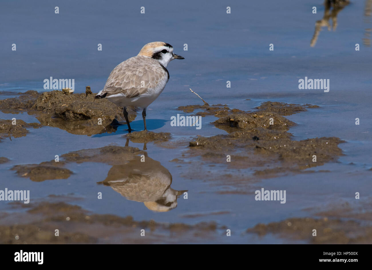 A Beautiful Snowy Plover and Reflection Stock Photo