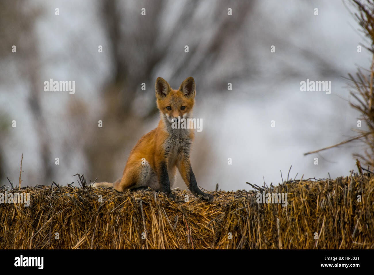 A Baby Red Fox Kit on a Hay Bail Stock Photo