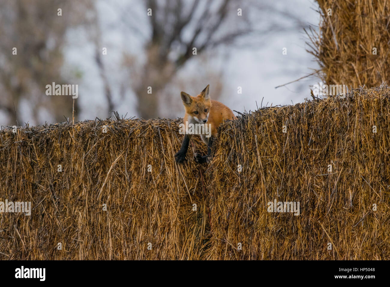A Baby Red Fox Kit on a Hay Bail Stock Photo