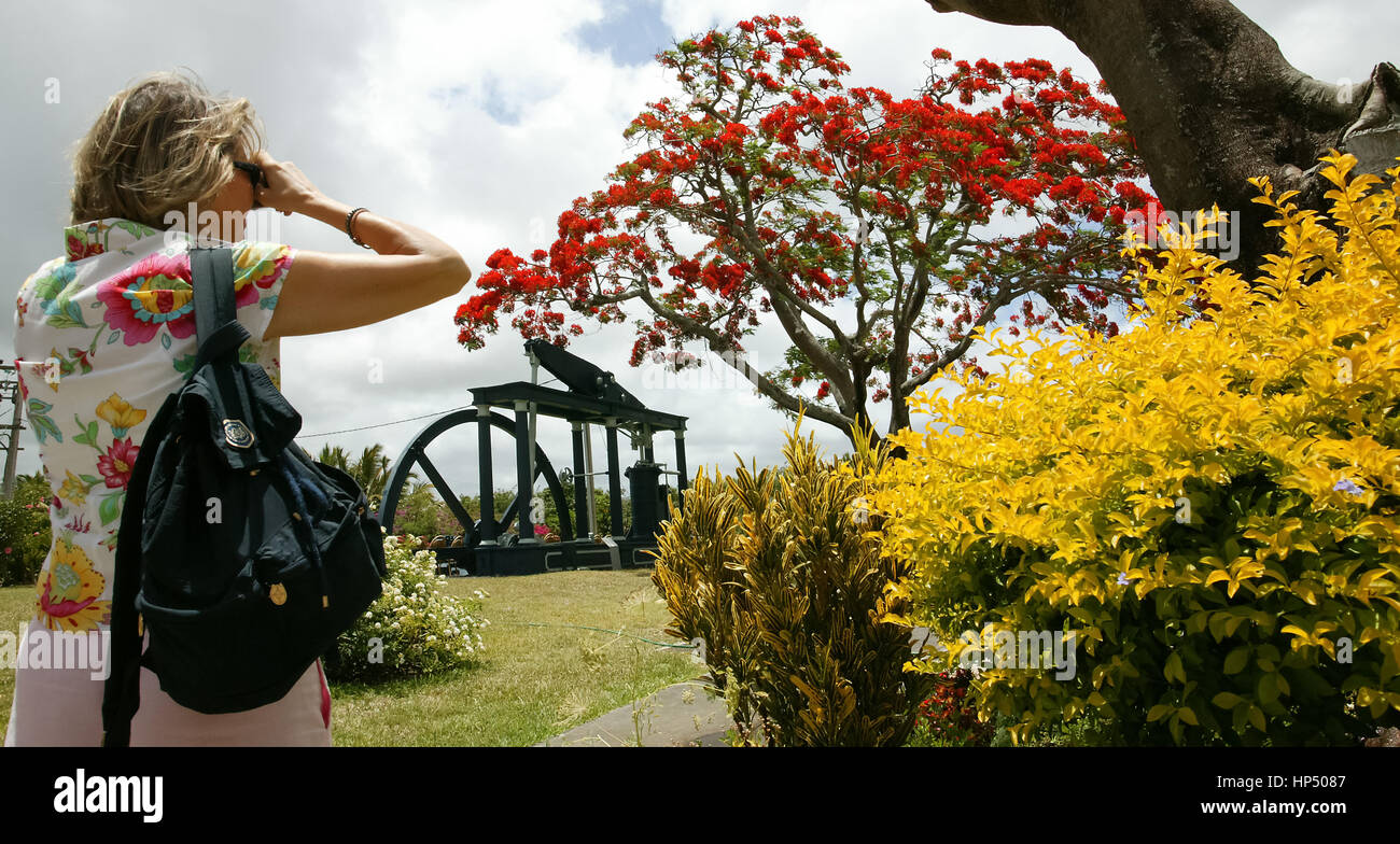 Mauritius, fire tree. Mauritius, flame tree, flowers, red tree, tourist