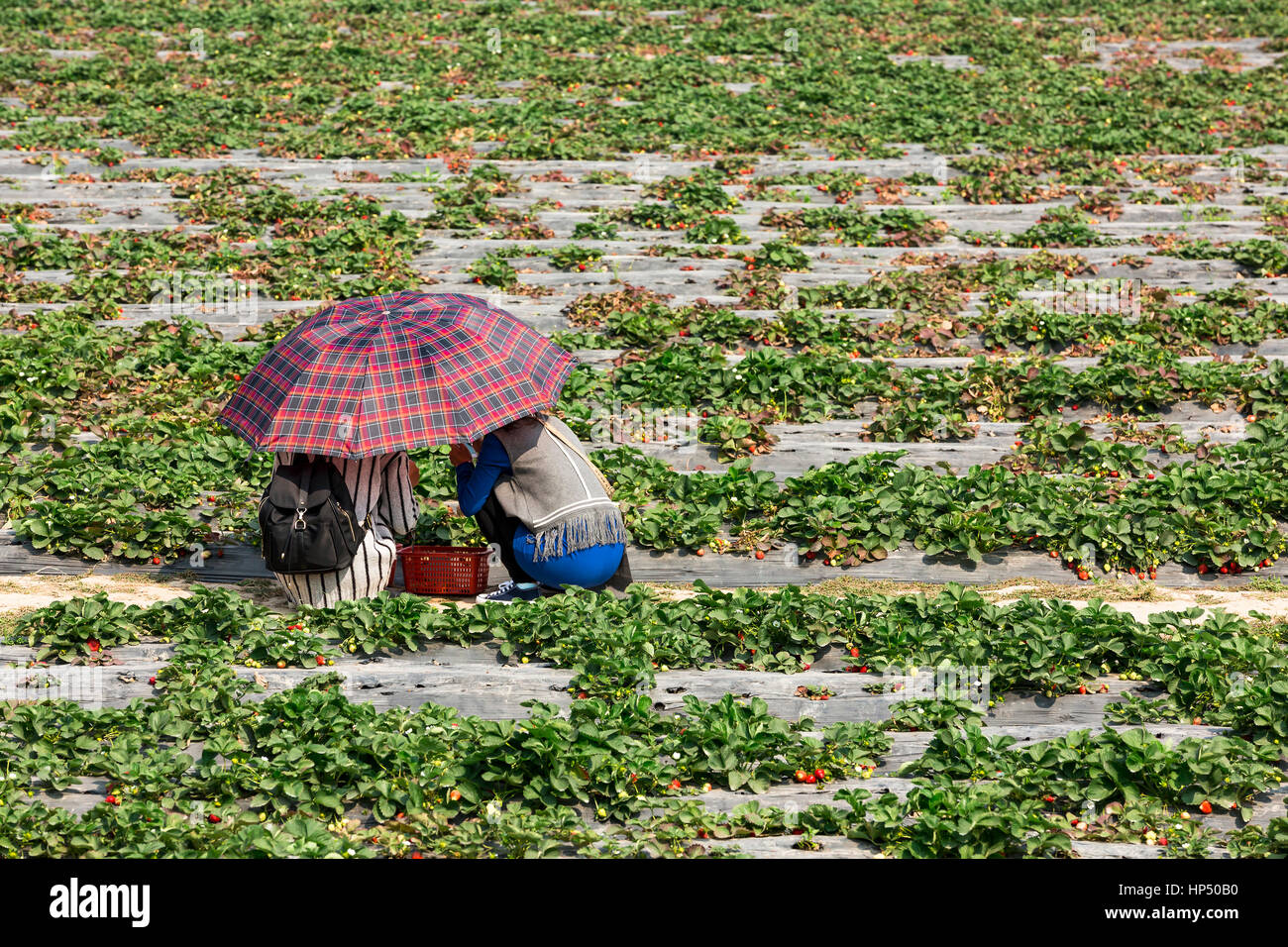 Picking strawberries guangdong hires stock photography and images Alamy