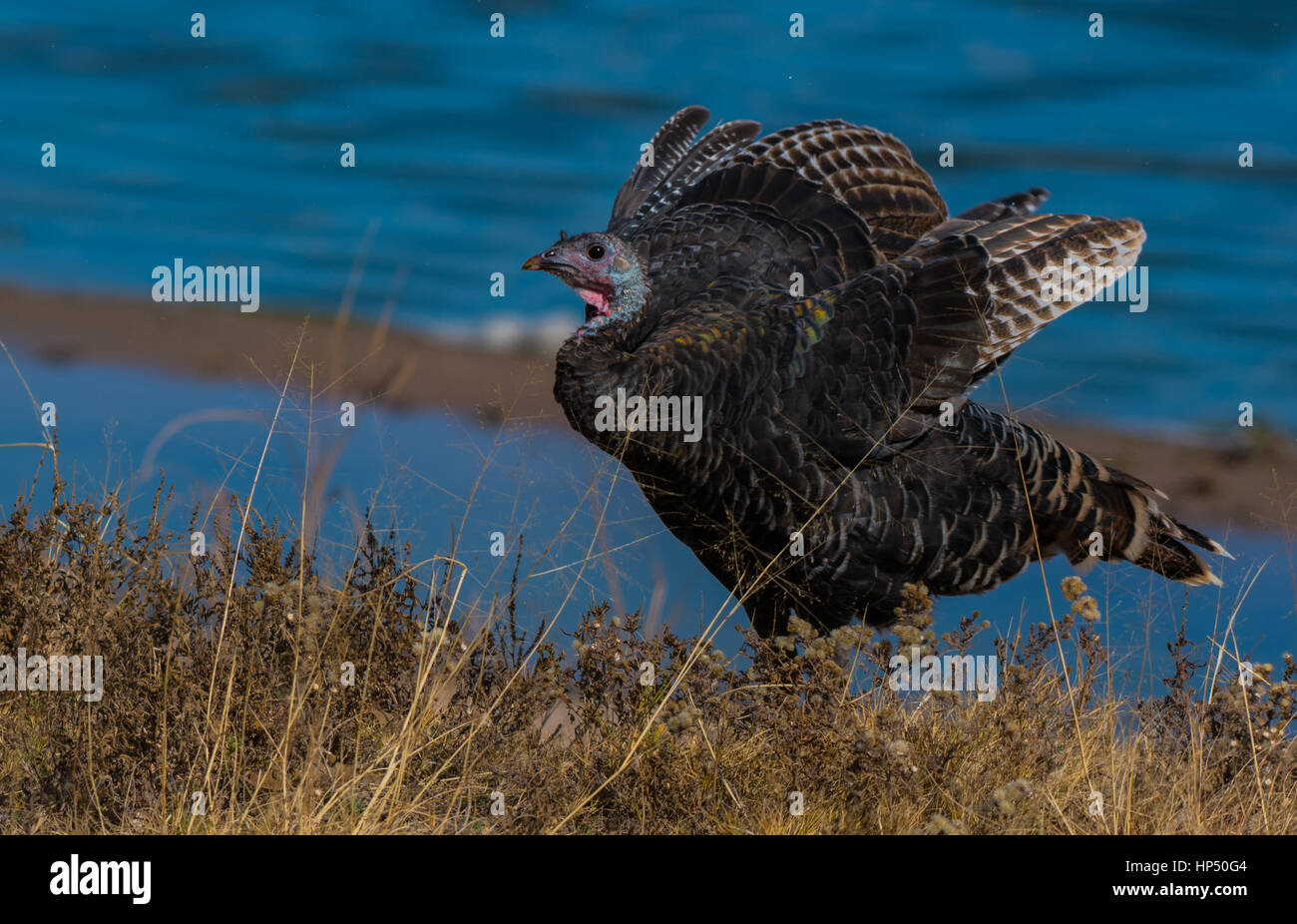 A Wild Turkey on the Eastern Plains of Colorado Stock Photo Alamy
