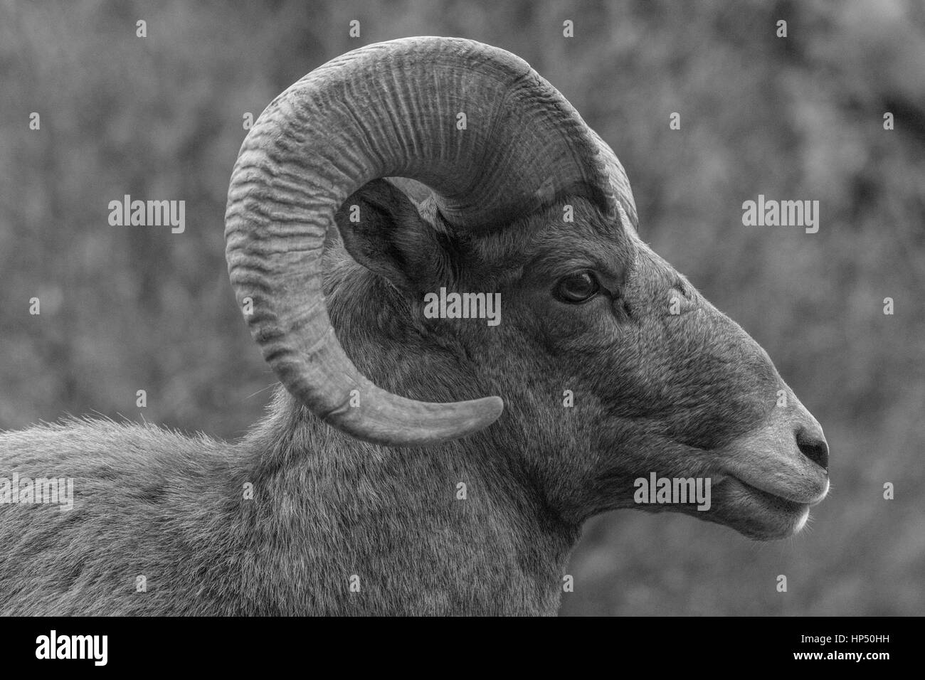 A Majestic Bighorn Sheep in the Colorado Mountains Stock Photo