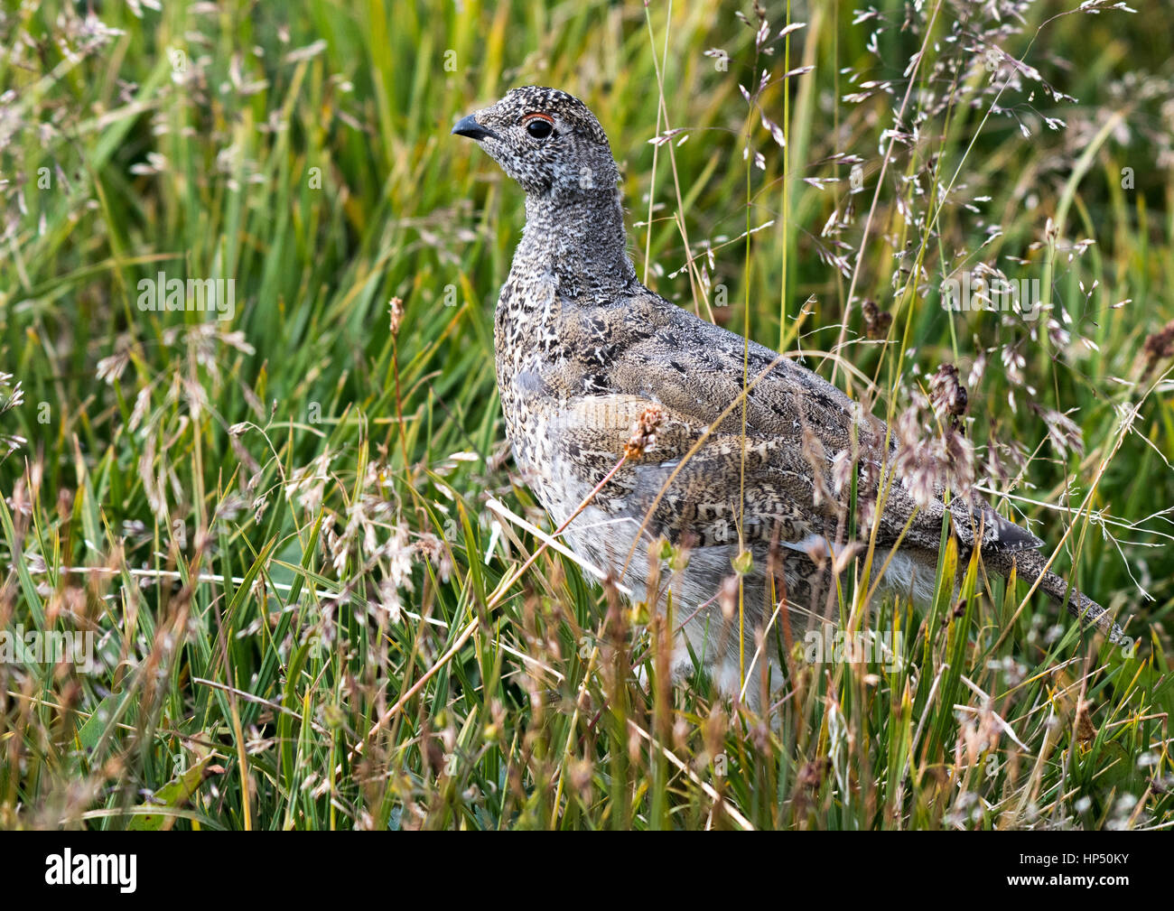 A White-tailed Ptarmigan Chick Foraging the Rocky Mountains for Food Stock Photo