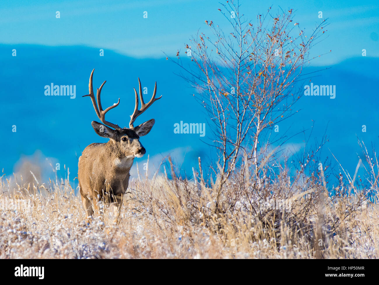 A Large Mule Deer Buck in a Snowy Field on a Cold Morning Stock Photo