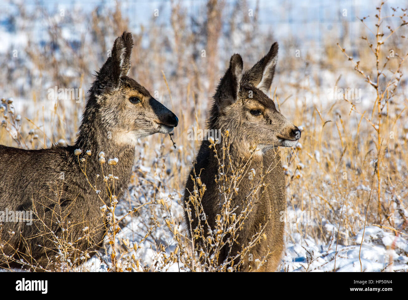 Young Mule Deer Fawns Alertly Observing Stock Photo