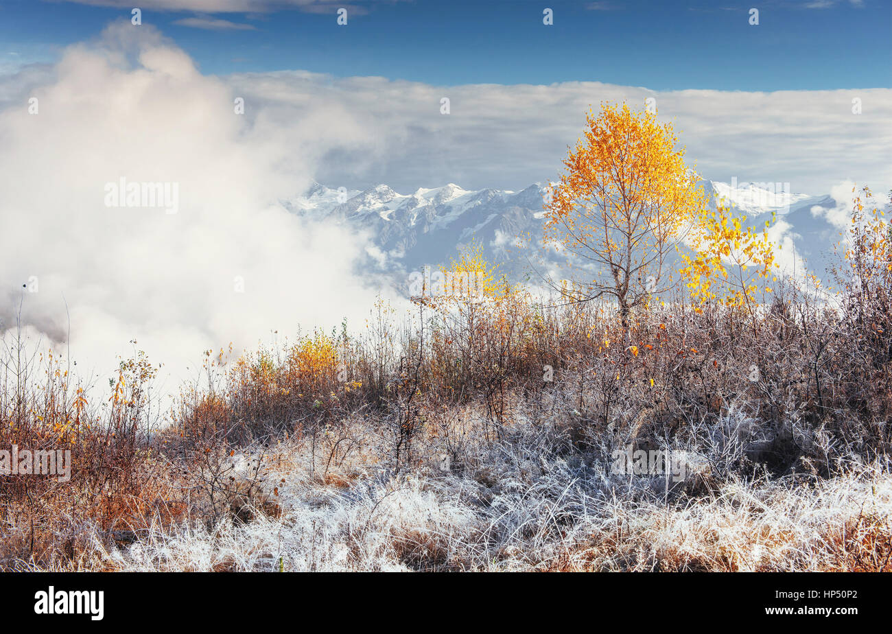 birch forest in sunny afternoon while autumn season. October mou Stock ...
