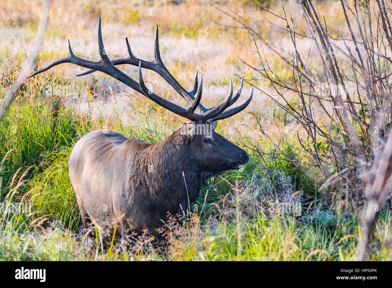 A Large Bull Elk in a Mountain Meadow Stock Photo