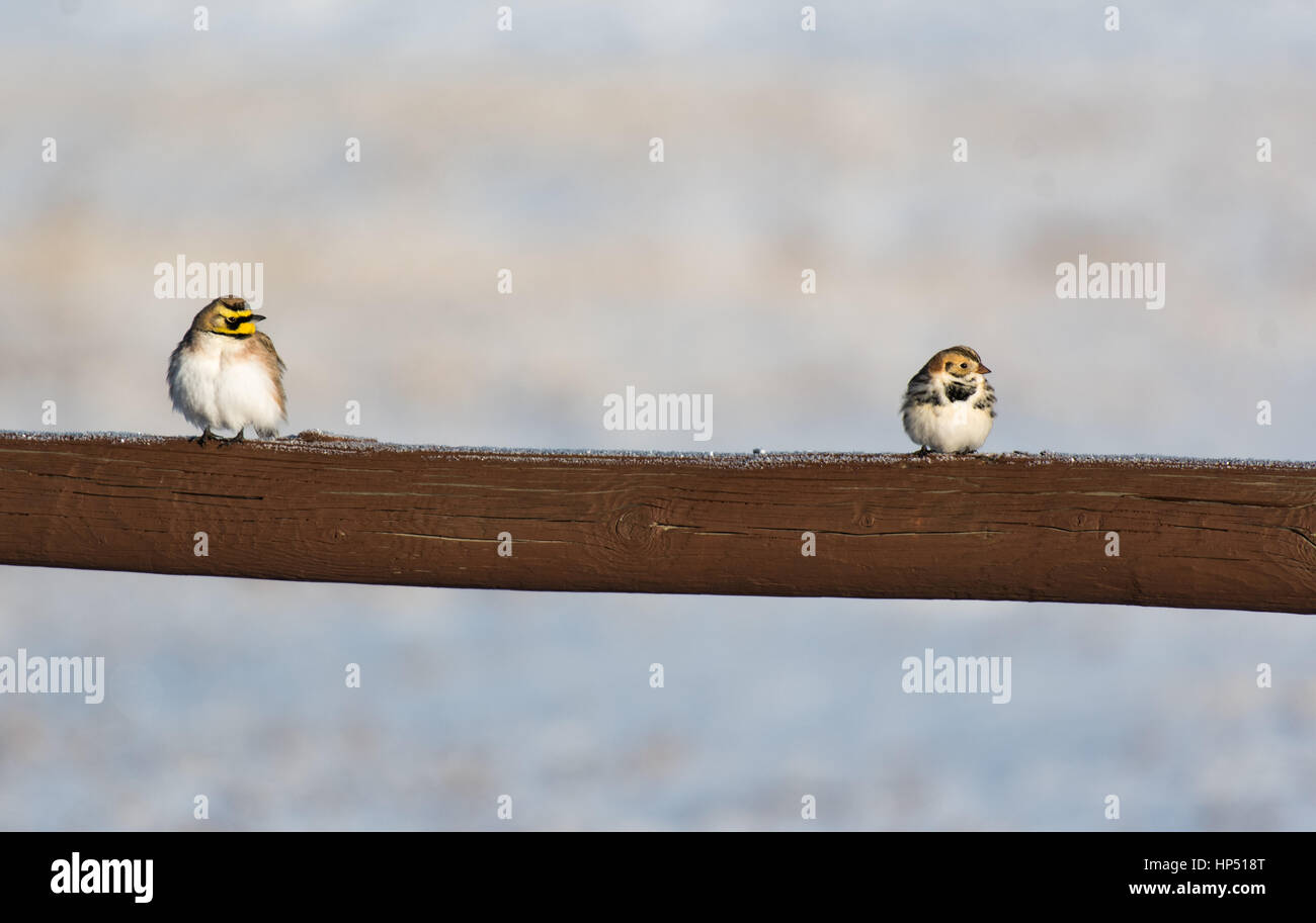 A Lapland Longspur and Horned Lark Perched on a Fence on a Winter Morning Stock Photo
