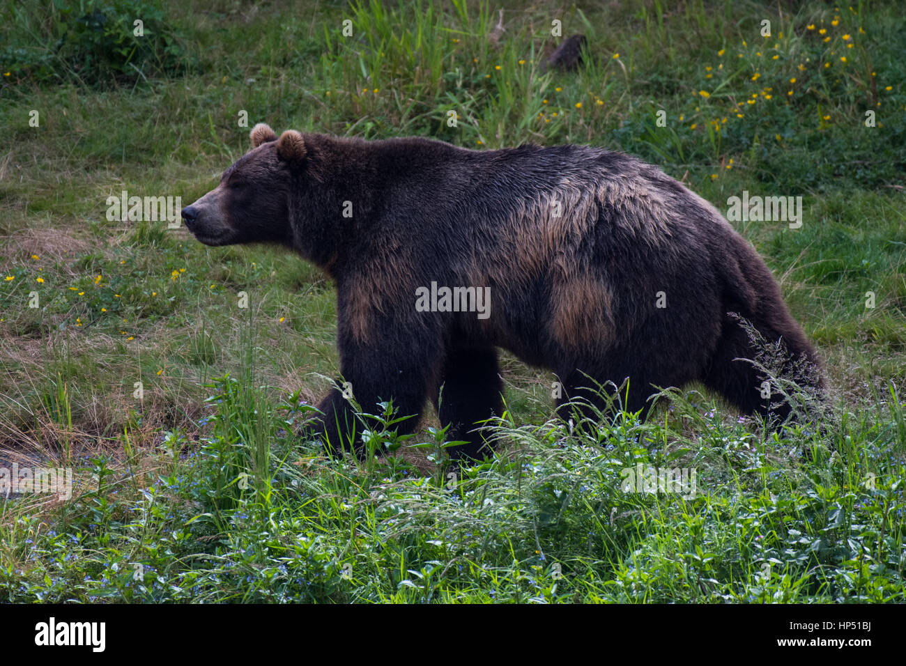 A Pretty Grizzly Bear Roaming the Alaskan Landscape Stock Photo