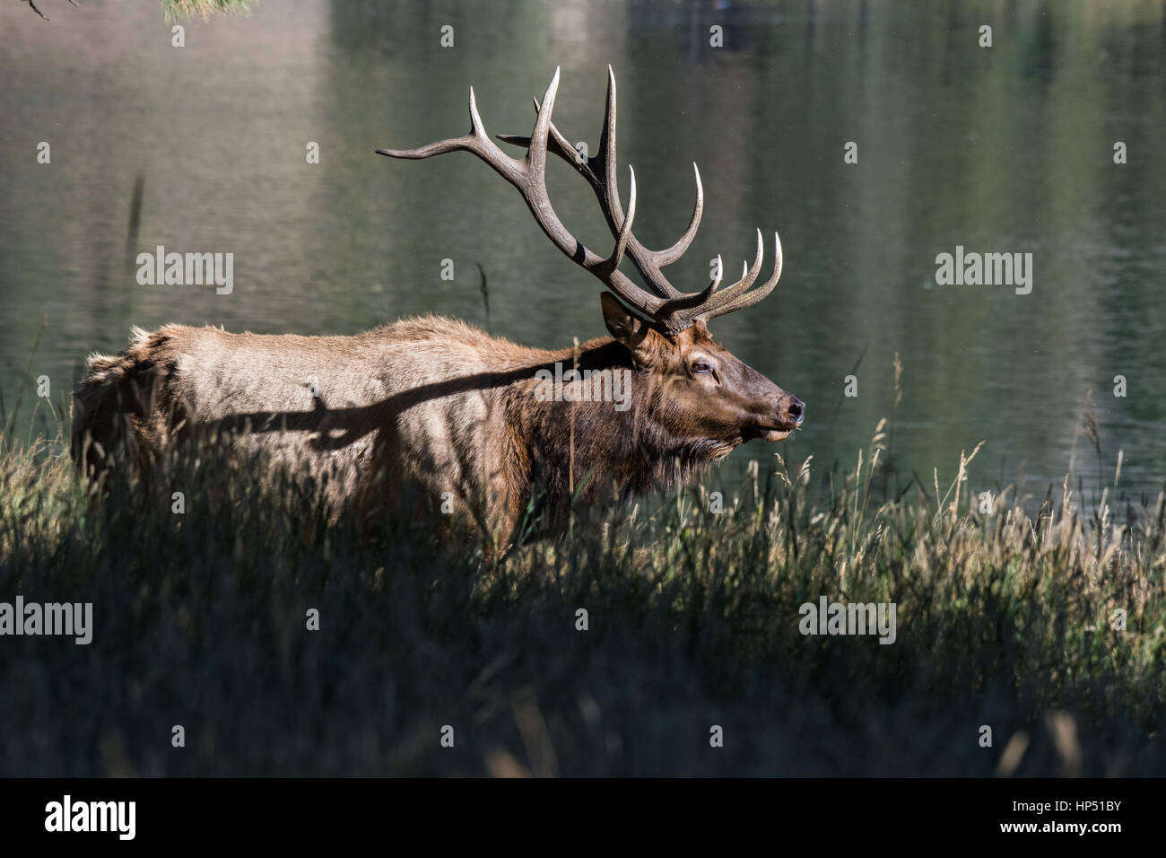 A Large Bull Elk in the Mountains of Colorado Stock Photo