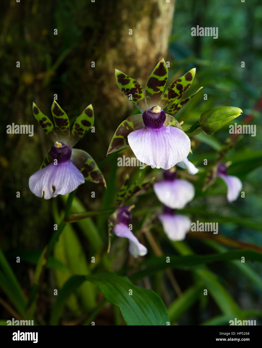 Wild Zygopetalum maxillare orchids Stock Photo