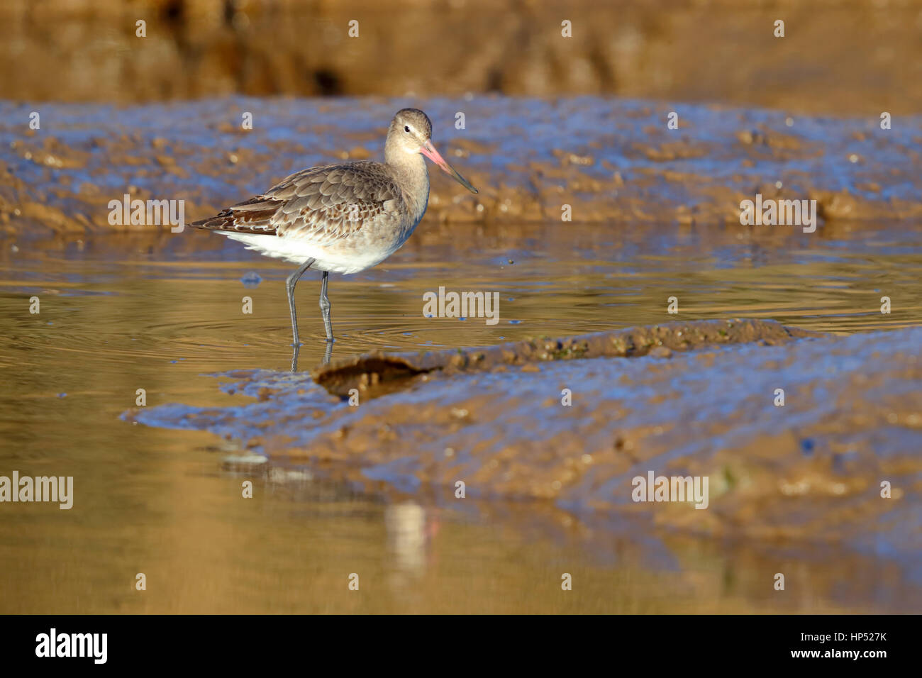 A winter / non-breeding plumage Black-tailed Godwit Limosa limosa on a Norfolk estuary in winter Stock Photo